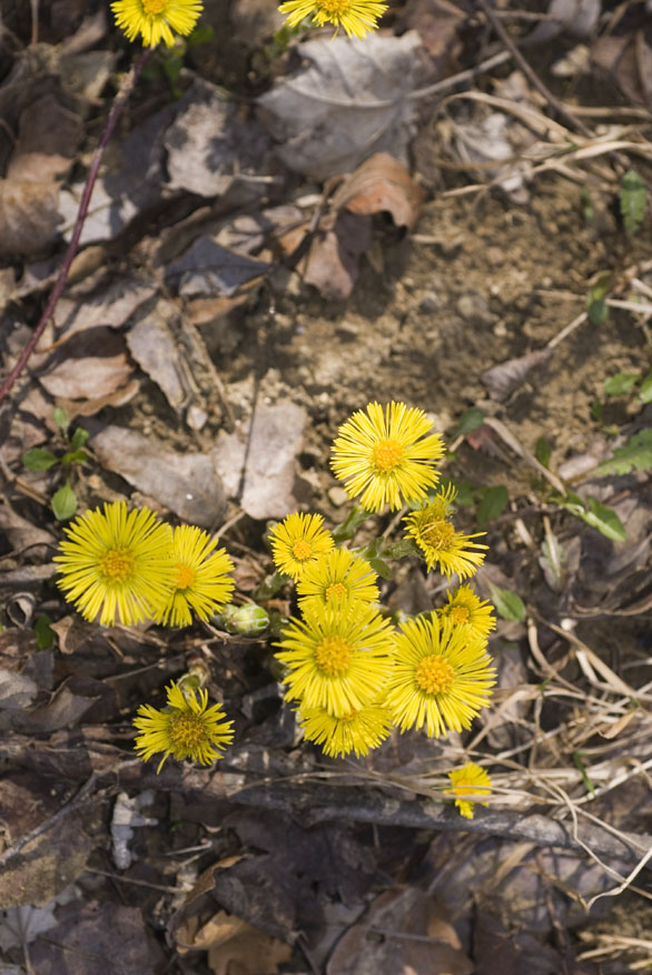 Tussilago farfara / Tossilaggine comune